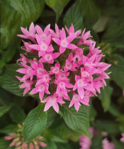 小众送妈妈的花有哪些花