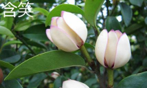 阔瓣含笑和含笑的区别