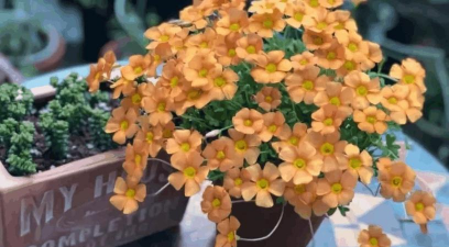 小众送妈妈的花有哪些花