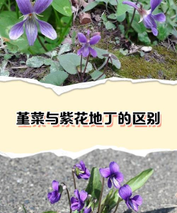 紫花堇菜和细距堇菜的区别