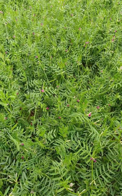 小众送妈妈的花有哪些花