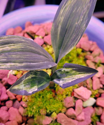 小众送妈妈的花有哪些花