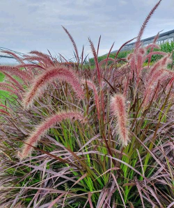 小众送妈妈的花有哪些花