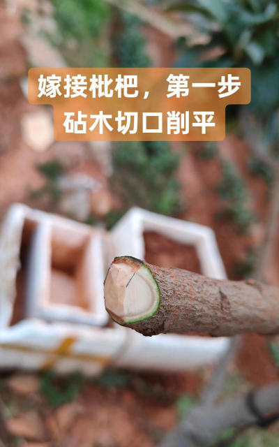枇杷树嫁接方法