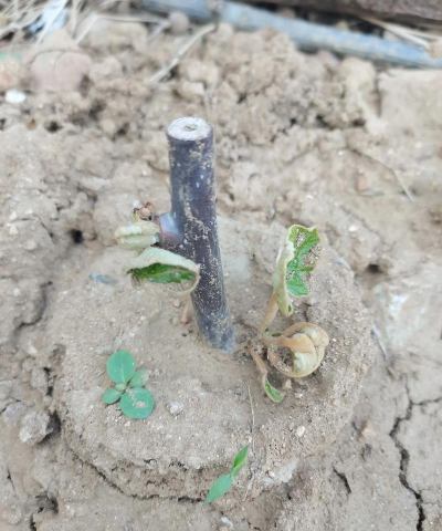 小众送妈妈的花有哪些花