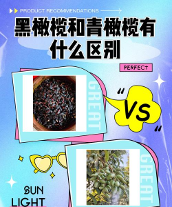 青橄榄和黑橄榄的区别