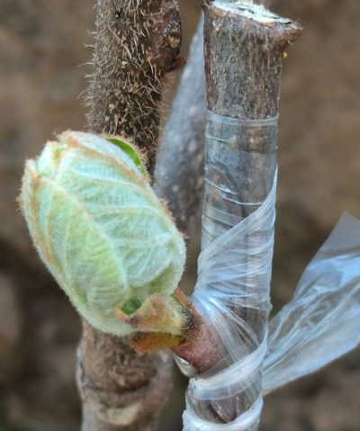 小众送妈妈的花有哪些花