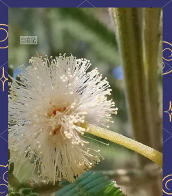 金合欢树和合欢树的区别