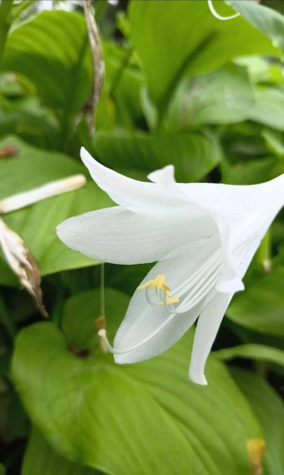 小众送妈妈的花有哪些花