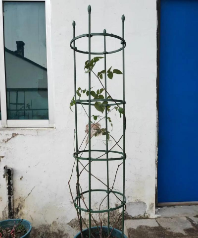 小众送妈妈的花有哪些花