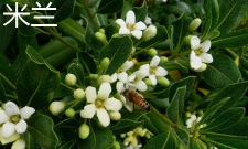 小众送妈妈的花有哪些花