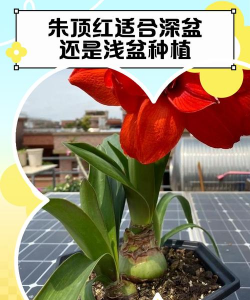 小众送妈妈的花有哪些花