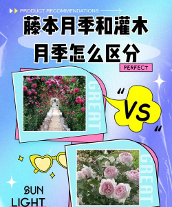 藤本月季和灌木月季的区别