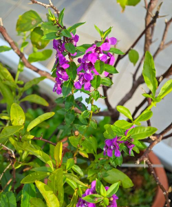 天使花有哪些品种