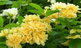 小众送妈妈的花有哪些花