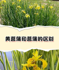 黄菖蒲和菖蒲的区别