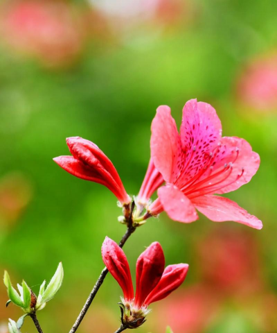 湖北有哪些花品种