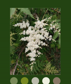 华北珍珠梅和珍珠梅的区别