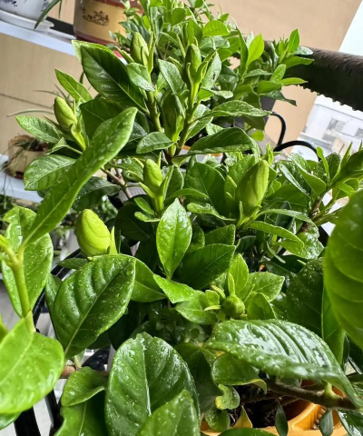 小众送妈妈的花有哪些花