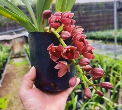 小众送妈妈的花有哪些花