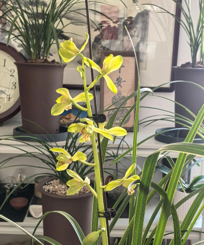 小众送妈妈的花有哪些花