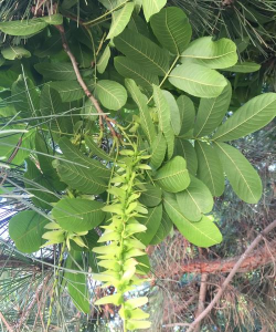 元宝树又叫什么树