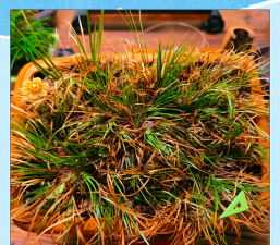 菖蒲叶子黄了怎么办