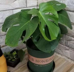 小众送妈妈的花有哪些花