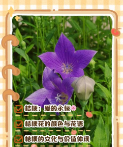 桔梗象征着什么意思