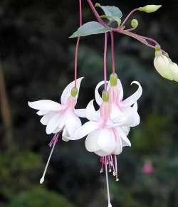 小众送妈妈的花有哪些花