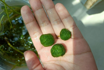 绿球藻是什么东西