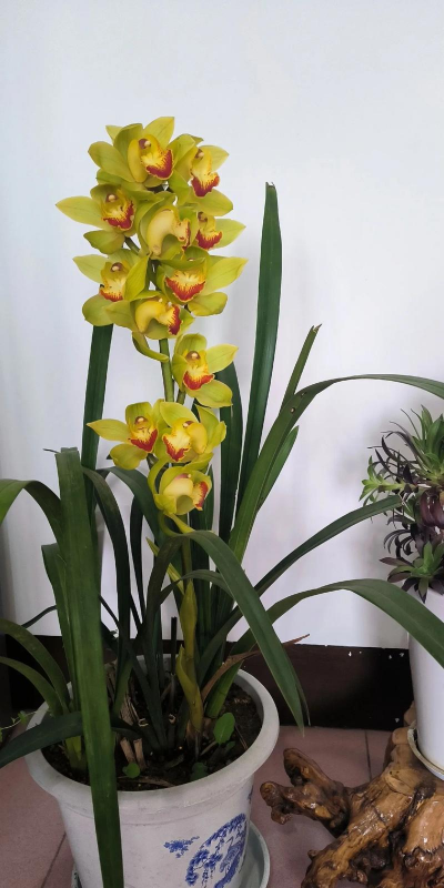 小众送妈妈的花有哪些花