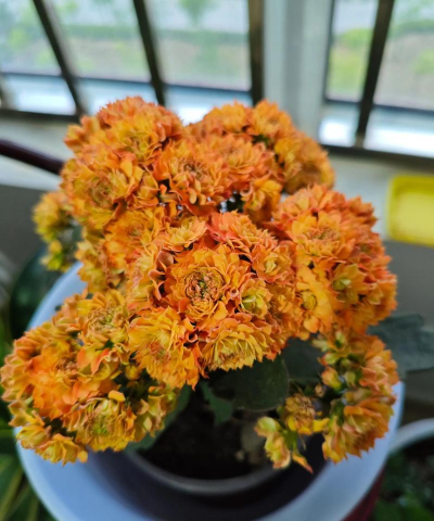 小众送妈妈的花有哪些花