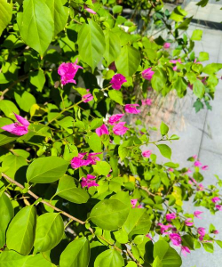 有棱有角的花有哪些