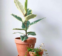 小众送妈妈的花有哪些花