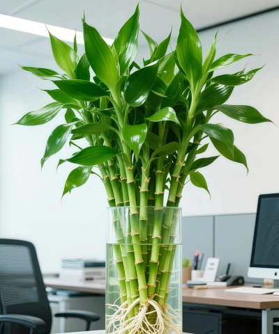 小众送妈妈的花有哪些花