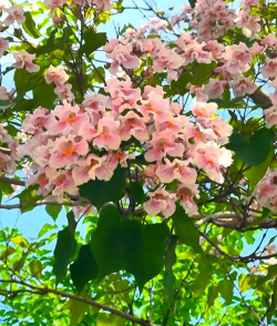 小众送妈妈的花有哪些花