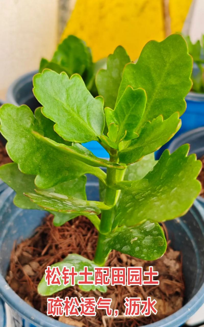 小众送妈妈的花有哪些花