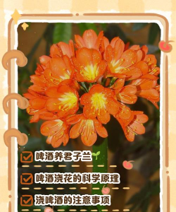 小众送妈妈的花有哪些花