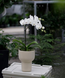 小众送妈妈的花有哪些花