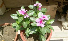 小众送妈妈的花有哪些花