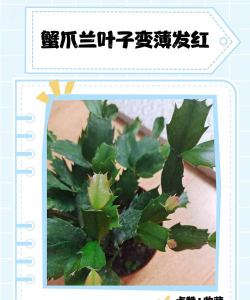 蟹爪兰叶子变薄发红怎么办