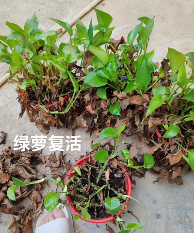 小众送妈妈的花有哪些花