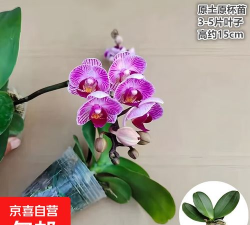 小众送妈妈的花有哪些花