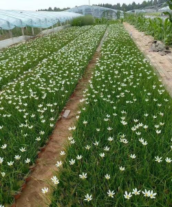 小众送妈妈的花有哪些花