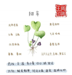 怎么种植细辛