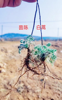 茵陈蒿和白蒿的区别