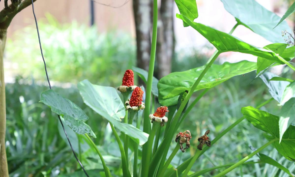 小众送妈妈的花有哪些花