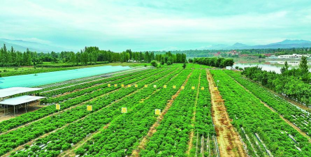 种植业什么前景最好