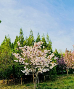 小众送妈妈的花有哪些花